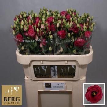 Lysianthus, rot - 1 Stiel